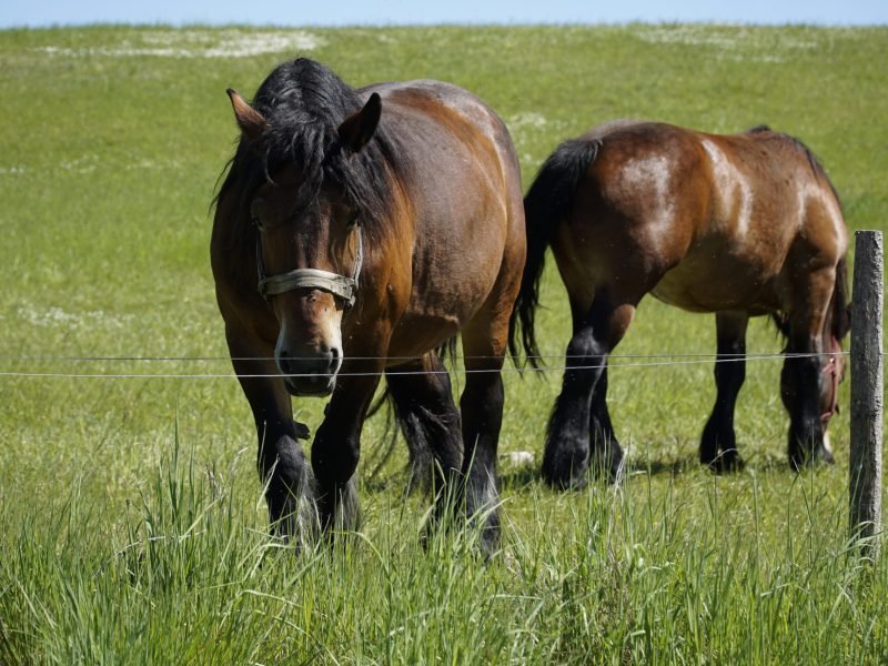 Two horses standing on a pasture